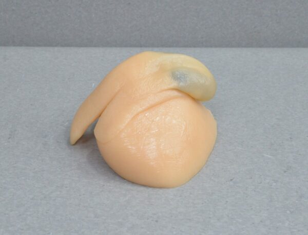 Blue Phantom Scrotal Ultrasound Training Model